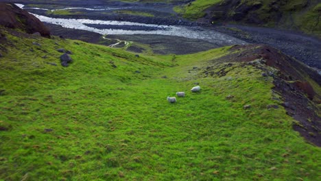 Ovejas-Pastando-En-Pastos-Verdes-Junto-A-La-Montaña-Cerca-Del-Río-En-Islandia
