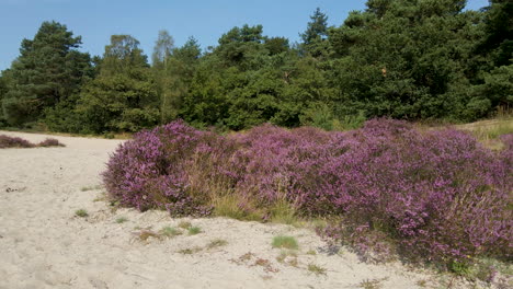 Dolly-of-purple-heaths-surrounded-by-beautiful-sand-dunes-on-a-sunny-autumn-day