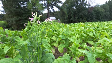 Tobacco-growing-in-a-field-in-southern-Orange-County,-North-Carolina