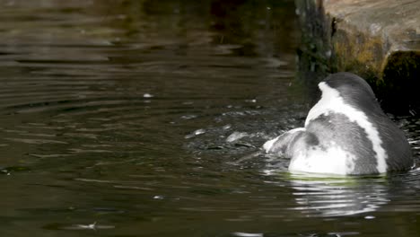 Afrikanischer-Pinguin-Putzt-Seine-Federn,-Während-Er-Um-Trübes-Wasser-Schwimmt