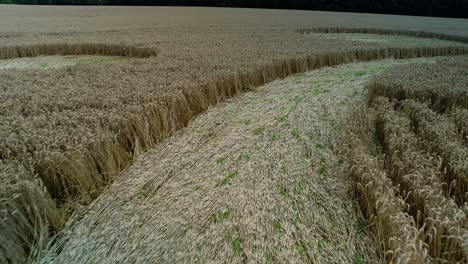 Swarraton-barley-field-strange-low-closeup-following-crop-circle-geometric-pattern-vegetation-aerial-view