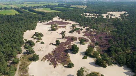Aerial-overview-of-beautiful-sand-dunes-with-purple-heaths-on-a-sunny-autumn-day