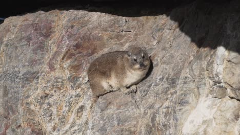 Rock-Hyrax-Descansando-Sobre-Una-Roca-En-Sudáfrica