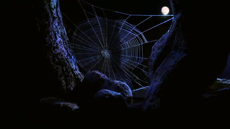A-cobweb-in-the-woods-at-midnight