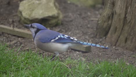 Closeup-Shot-Of-A-Blue-Jay-Feeding-In-Slow-Motion