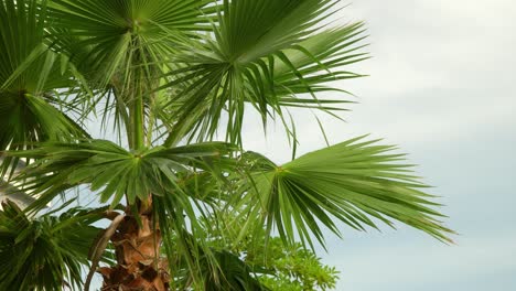 European-fan-palm-tree-closeup-over-cloudy-sky-and-hotel-building-on-background