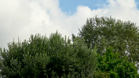 Nubes-Sobre-Jardín-Dentro-De-Emsworth,-Hampshire