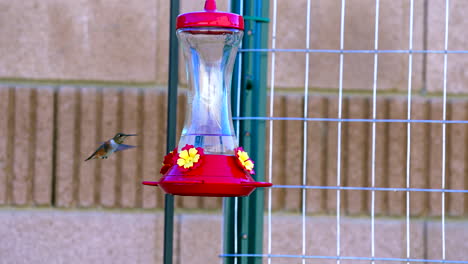 Slow-motion-detailed-view-of-a-hummingbird-hovering-over-a-sugar-water-feeder