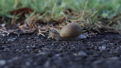Grape-snail-crawls-slowly-on-paved-pavement-next-to-a-garden