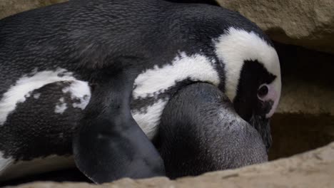 Pingüino-Africano-Macho-Reproduciéndose-Vigorosamente-Con-Pingüino-Hembra---Primer-Plano