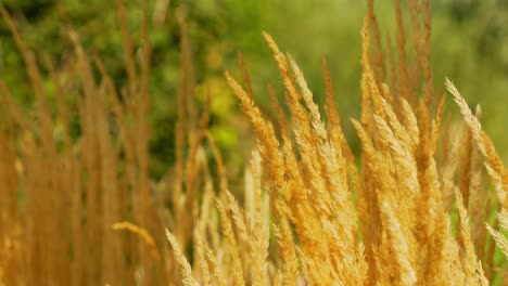 Wheat-like-ornamental-grass-flowers-dried-and-yellow-gold-orange,-tight-shot-blowing-in-the-windy-breeze-at-end-of-summer