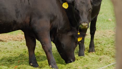 A-pair-or-couple-of-2-black-cows-with-tags-on-their-ears-eating-grass-clippings-outside-grass-fed-beef-farm-with-flies-flying-all-over-annoyingly
