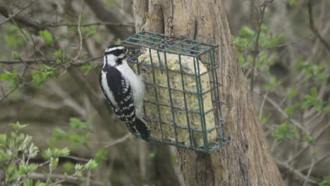 Hairy-Woodpecker-Feeding-Seed-From-A-Suet-Feeder-In-Slow-Motion