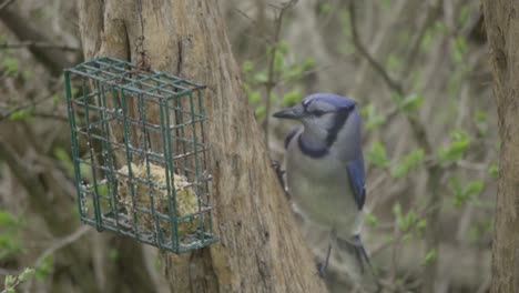 Beautiful-Blue-Jay-eating-from-suet-feeder-hung-on-tree-trunk