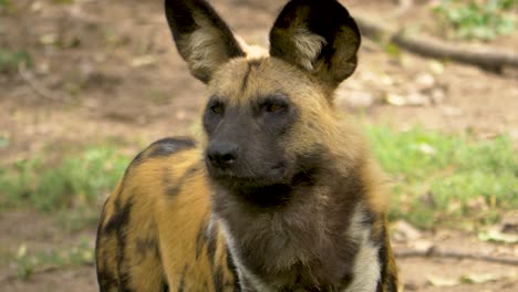 Porträt-Eines-Afrikanischen-Wildhundes-Nutzt-Geruch,-Um-Beute-In-Der-Rauen-Afrikanischen-Wildnis-Zu-Finden