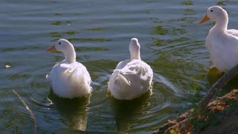 Domestic-ducks-dabble,-relax-and-preen-themselves-along-the-shore-of-a-pond---slow-motion