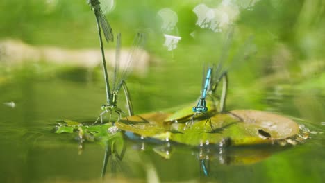 Macro-close-up-of-two-blue-dragonfly-damselfly-sitting-on-leaf-floating-above-pond,-static,-day