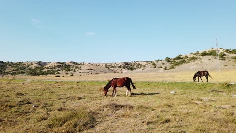 Two-Brown-Horses-Grazing-in-the-Field