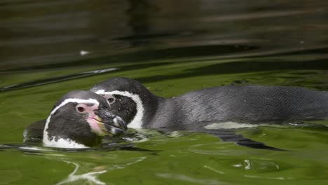 Un-Par-De-Pingüinos-Africanos-Nadando-Con-Gracia-En-Aguas-Turbias