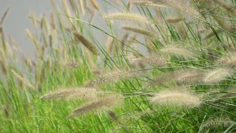 Fountain-Grass-Swaying-In-The-Wind