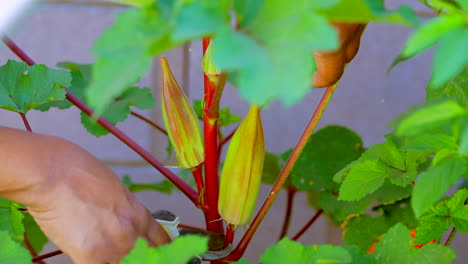A-gardener-picks-okra-with-pruning-shears---isolated,-close-up,-black-hands,-slow-motion