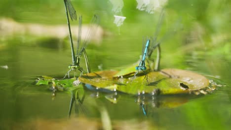 Gewöhnliche-Blaue-Libellen-In-Paarungsrad-Pose,-Die-Auf-Dem-Wasser-Schwimmt