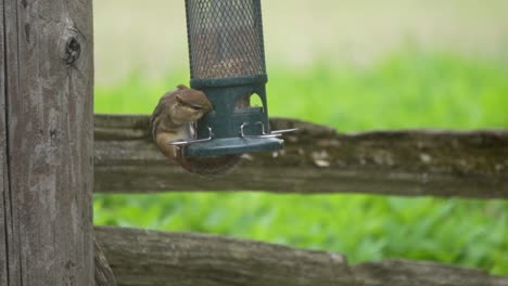 Nahaufnahme-Eines-Wilden-Streifenhörnchens,-Das-Von-Einem-Vogelhäuschen-Aus-Metall-Füttert