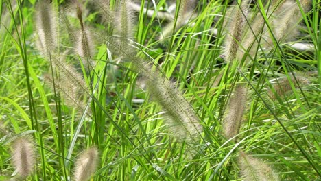 Lush-Green-Fountaingrass-Growing-In-The-Meadow-On-A-Sunny-Day-In-Summer