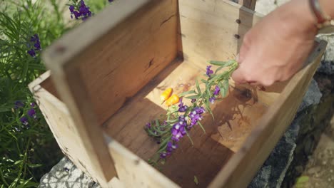 Female-hand-puts-purple-flower-in-wooden-box,-yellow-peppers,-Purple-toadflax