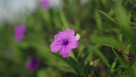 Lebendige-Violette-Blume-Mit-Niedlichem-Kleinem-Weißem-Schmetterling-Im-Botanischen-Garten,-Bokeh