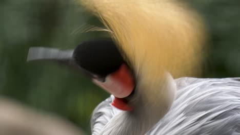 Close-up-portrait-of-a-colorful-Grey-Crowned-Crane,-one-of-the-coolest-animals-in-Africa