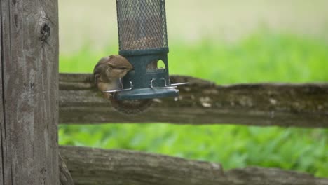 Streifenhörnchen-Füttern-In-Zeitlupe-Von-Einem-Schwingenden-Vogelhäuschen