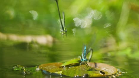 Macro-shot-of-aquatic-dragonflies-sitting-on-fronds-floating-on-surface-of-water-of-pond,-isolated-on-blurred-background