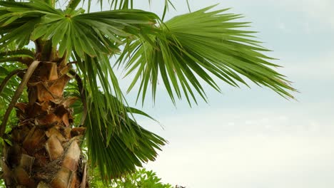 Mediterranean-dwarf-palm-tree-closeup-on-cloudy-sky-background-daytime
