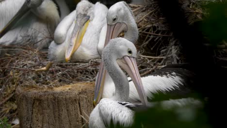 Flock-of-different-species-of-Pelicans-resting-in-captivity