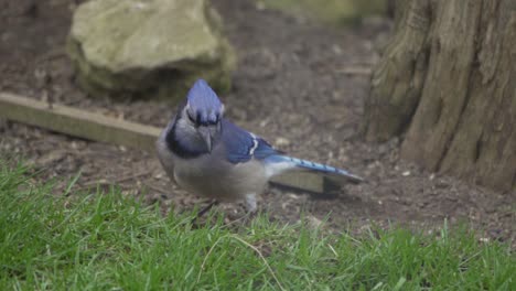 Closeup-Of-A-Curious-Blue-Jay-Feeding,-Beautiful-Bird-Of-Canada
