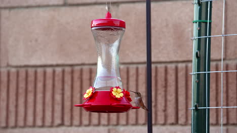 A-broad-tailed-hummingbird-perched-on-a-feeder-flutters-away---slow-motion