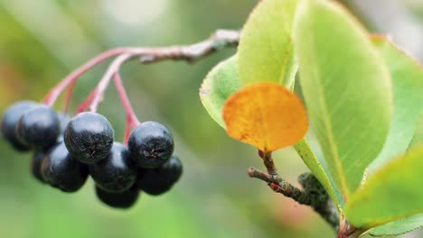 Chokeberry-on-a-branch-with-green-leaves