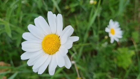 The-daisy-flower-moves-beautifully-in-the-wind