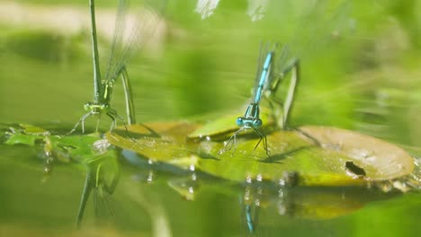 Two-green-and-blue-dragonflyies-flying-insects-perched-on-a-water-lily