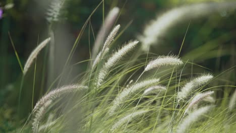 White-soft-fluffy-reed-flowers-swaying-in-gentle-breeze,-close-up,-bokeh