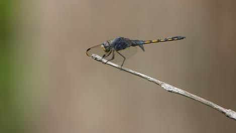 Dragonfly-in-best-relax-mode-