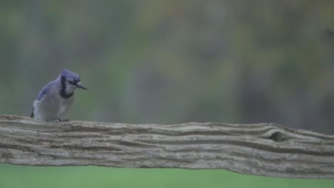 Blue-Jay-sitting-perched-on-wooden-farm-fence