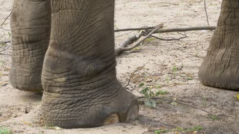 Close-up-view-of-the-feet-of-an-walking-elephant