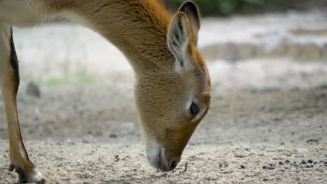 Close-up-portrait-of-an-Antelope-female-searching-for-food-in-a-harsh-dry-environment,-Africa