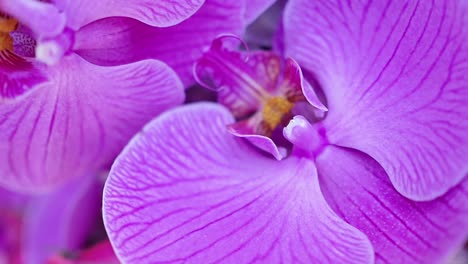 Vista-Macro-De-Primer-Plano-De-Una-Orquídea-Púrpura-Que-Muestra-Pétalos-Y-Estigma