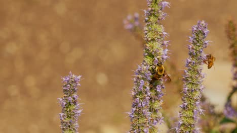 Anise-Hyssop-with-bumble-and-honey-bees-pollinating-and-flying-away-with-beautiful-golden-bokeh-background-in-wide-panning-shot-following-the-insects