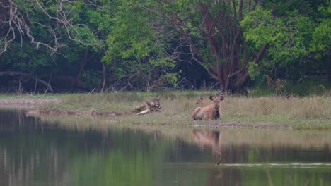 Seen-relaxing-at-the-edge-of-the-lake-during-the-afternoon-while-a-Darter-swims-by-then-dives-in-to-catch-something-to-eat,-Sambar-Deer,-Rusa-unicolor,-Phu-Khiao-Wildlife-Sanctuary,-Thailand