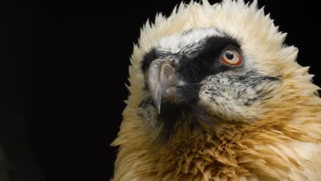 Bearded-vulture--with-a-black-background.-Close-up-portrait