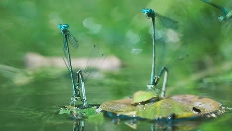 Three-damselfly-pairs-in-mating-wheel-pose,-while-females-laying-eggs-under-the-leaves-on-water-surface